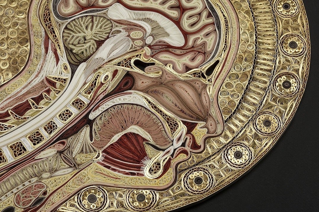 These Visceral Anatomy Cross-sections Are Made Entirely Out Of Old ...